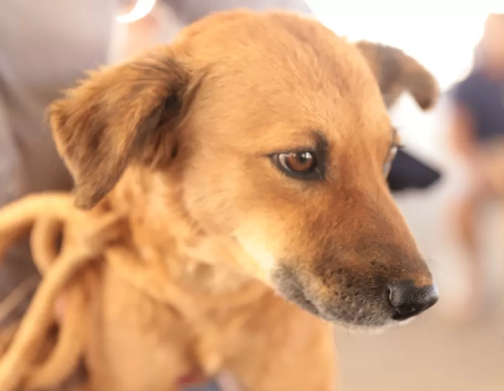Leis municipais ampliam proteção e garantem novos direitos aos animais em Belo Horizonte