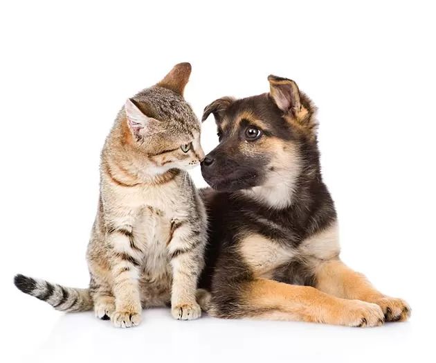 Projeto que cria Lei Municipal dos Direitos dos Animais avança na Câmara de Belo Horizonte