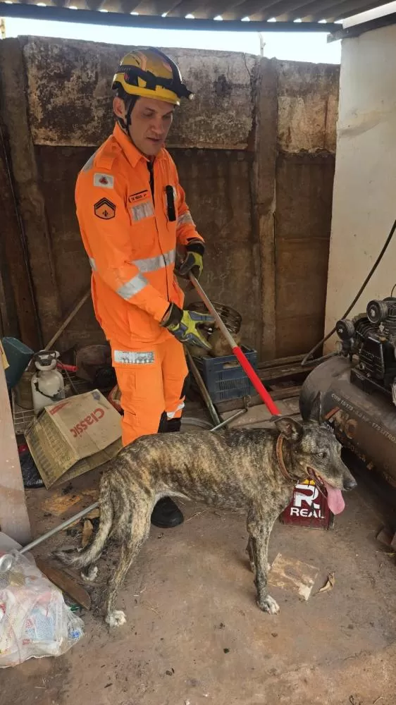 Ituiutaba: cachorro assustado por fogos fica preso entre muros e é resgatado pelos bombeiros