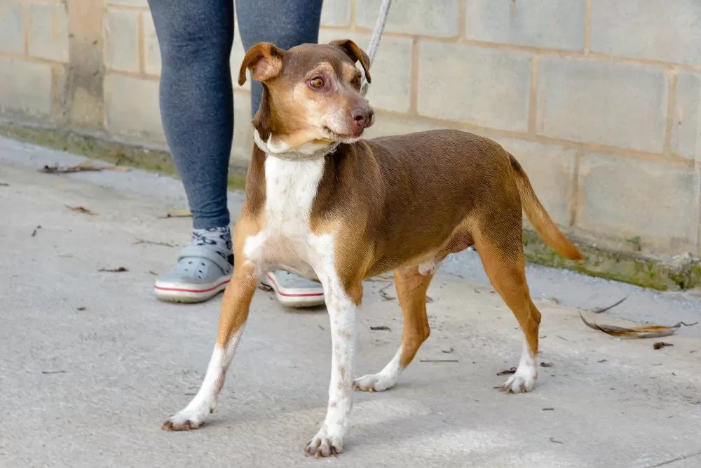 Prefeitura promove Feira de Adoção de cães e gatos no CSU Eldorado