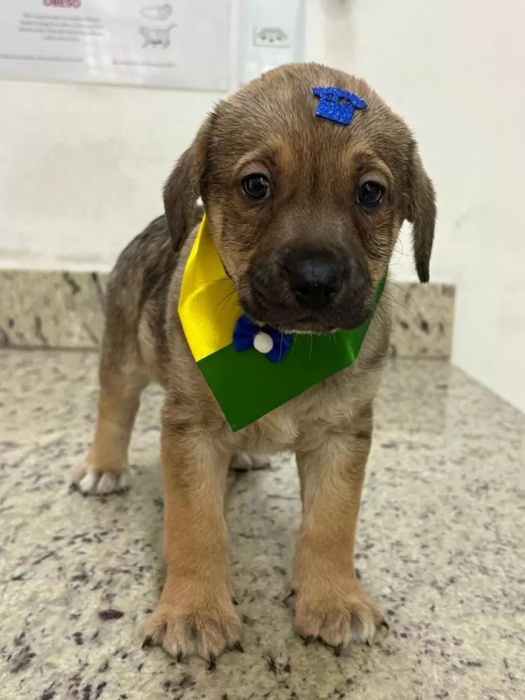 “ArraiAu” promove adoção de cães e gatos na região Centro-Sul de BH