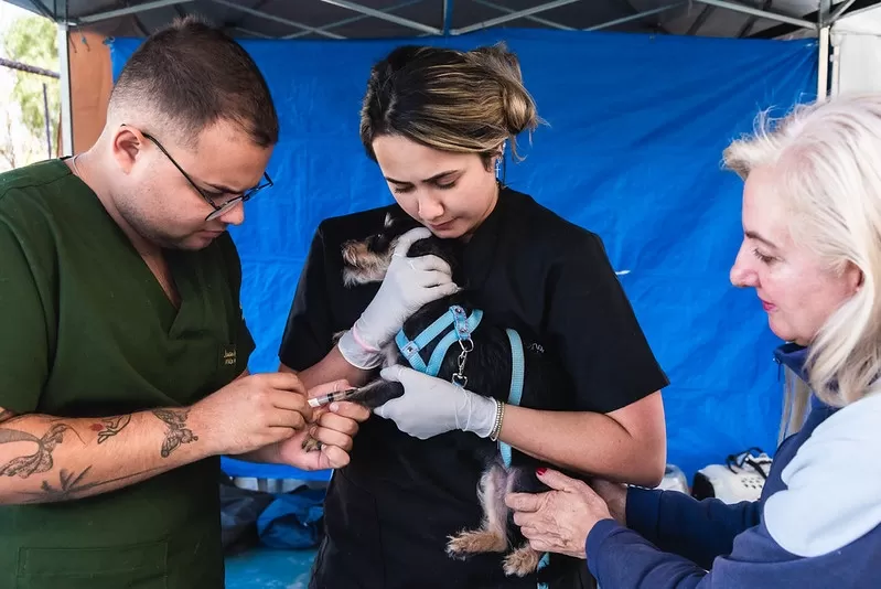 Prefeitura espera alcançar 1.500 castrações de cães e gatos neste sábado (20)