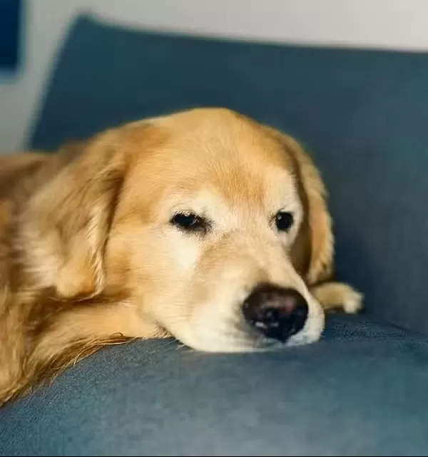 Senado aprova Lei Joca com novas regras para transporte aéreo de cães e gatos
