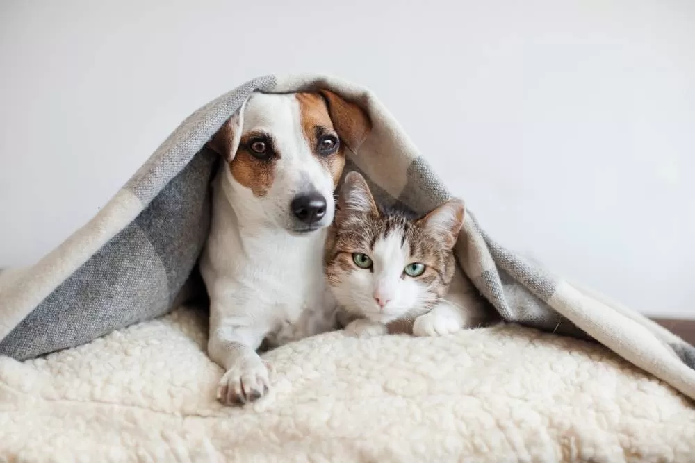 Comissão da Câmara aprova criação de programa nacional para proteção de cães e gatos