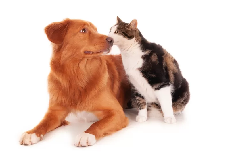 Feira de adoção em Betim oferece cães e gatos vacinados, castrados e com atendimento veterinário gratuito
