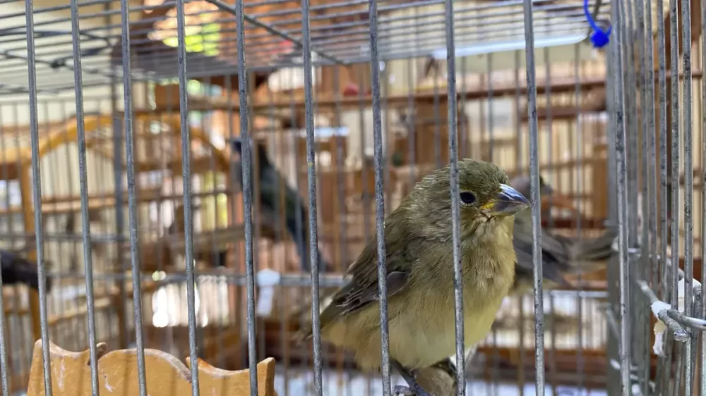 Operação Libertas apreende mais de 150 aves silvestres e desarticula esquema de tráfico em Minas