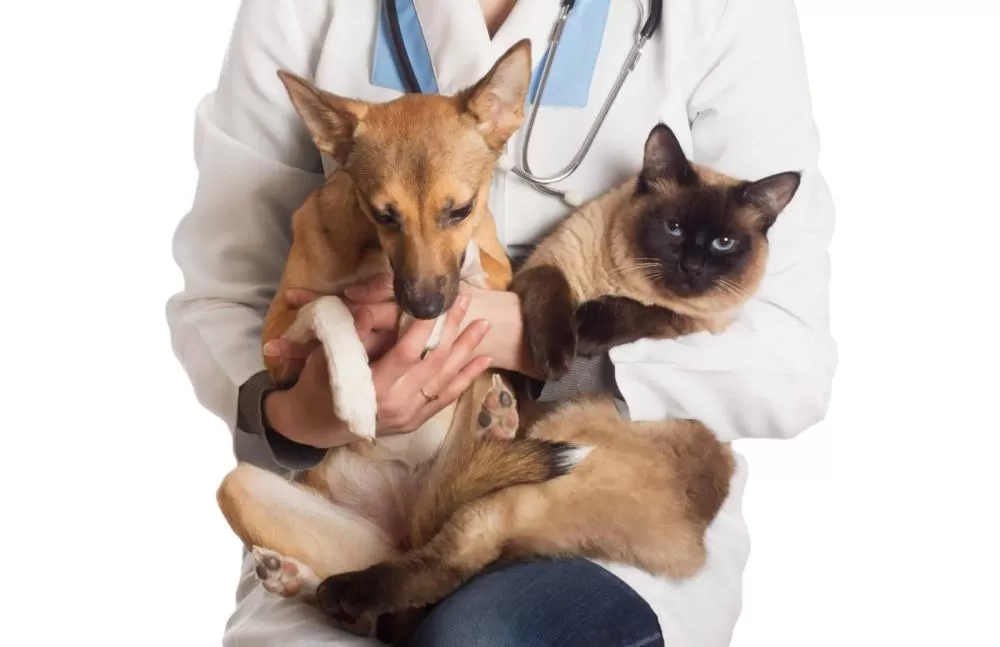 Lagoa Santa abre inscrições para 3º Mutirão de Castração de cães e gatos