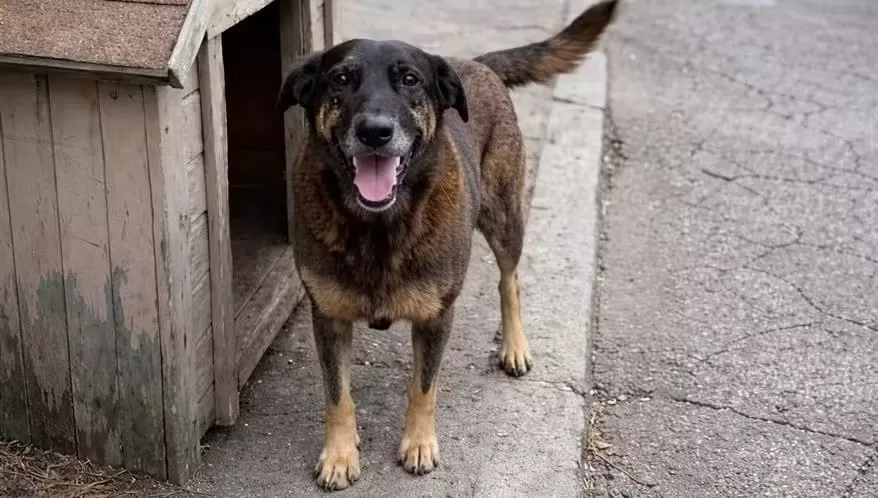 Projeto “Cão Orelha” avança na ALMG e fica a um passo de virar lei em Minas Gerais