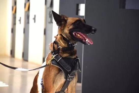 Projeto que autoriza uso de cadáveres em treinamento de cães farejadores é aprovado em MG
