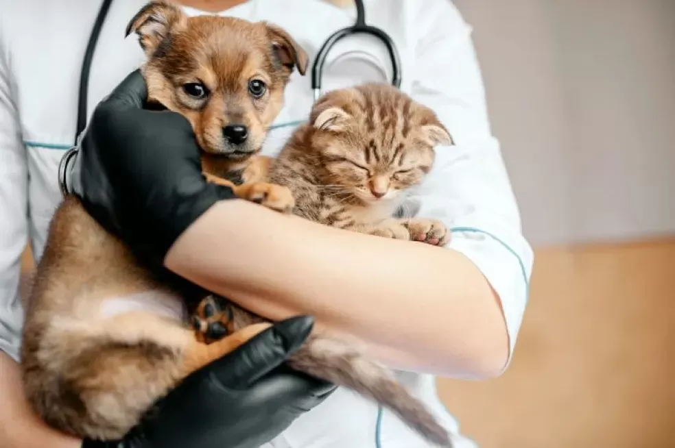 Contagem abre inscrições para mutirão de castração de cães e gatos na região de Vargem das Flores