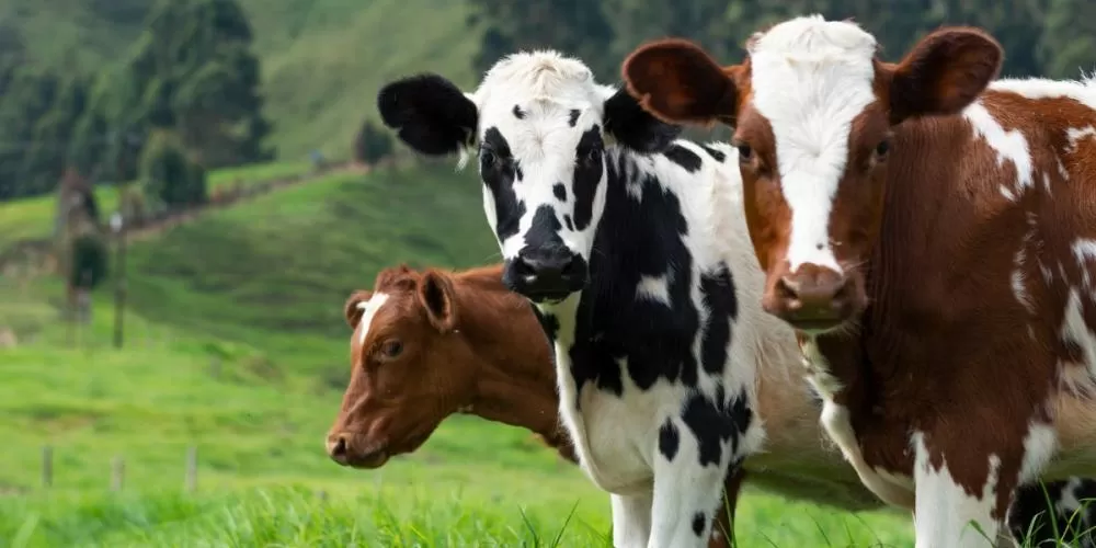 Minas Gerais atualiza regras de defesa sanitária animal
