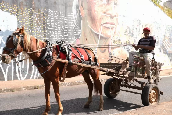 Regras para substituição de carroças podem exigir entrega de cavalos em BH
