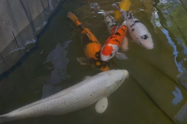 ALMG sanciona lei que institui a produção de peixes e aquicultura; entenda
