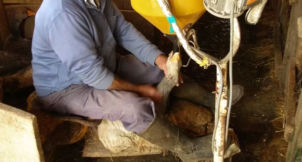 Governo sanciona lei que proíbe produção, comércio e importação de foie gras no Brasil