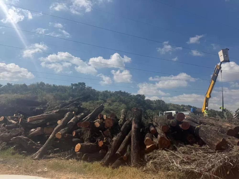 Contagem abre credenciamento para destinação de lenha gerada por podas de árvores