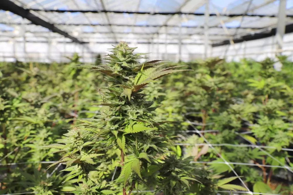 Polícia prende homem com 'estufa' de maconha em apartamento em BH
