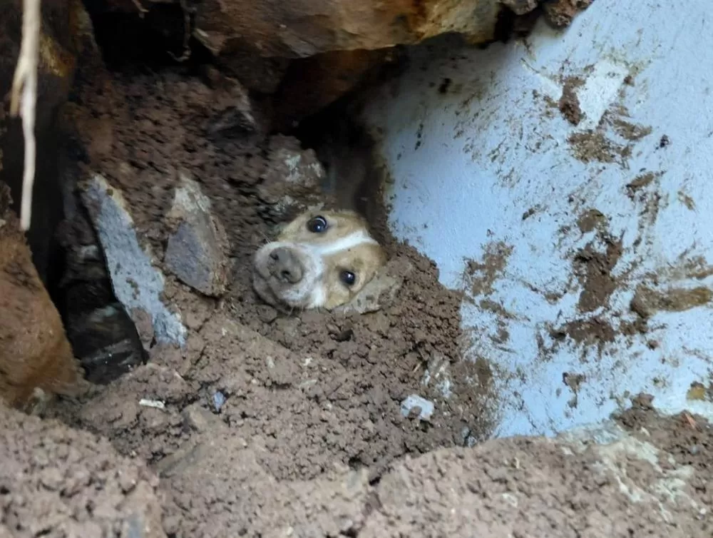 Cão é resgatado com vida após 20 horas sob escombros em Santa Catarina
