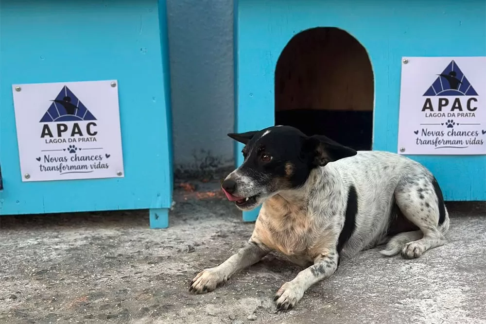 Detentos recuperandos da Apac produzem abrigos para animais de rua em Lagoa da Prata