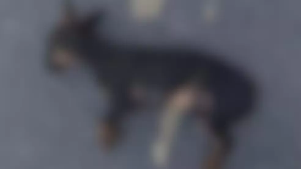 Homem é denunciado pelo filho por maus-tratos após morte de cachorro no interior de MG
