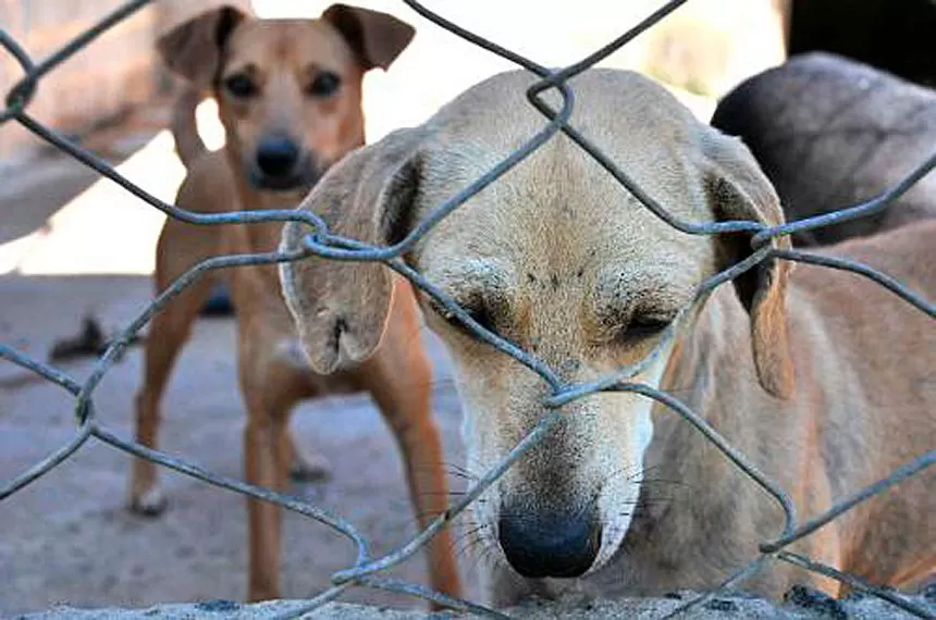 Câmara de BH aprova ressarcimento de despesas por maus-tratos a animais