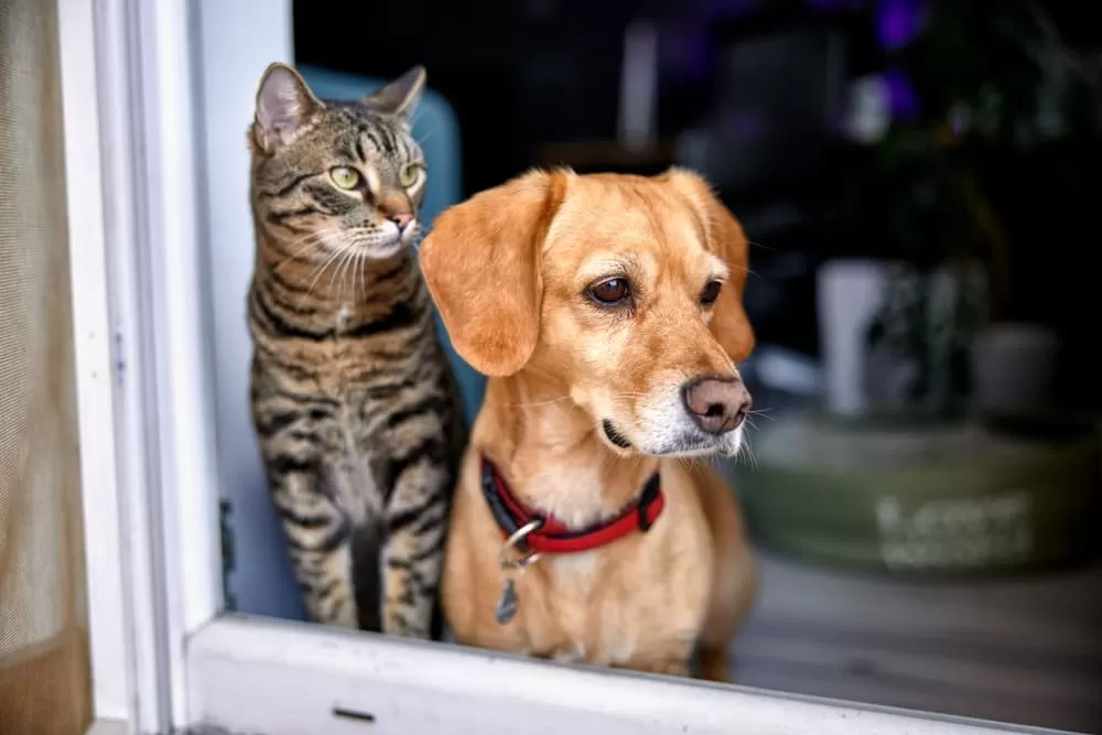 Betim promove dois eventos de adoção de cães e gatos no próximo sábado