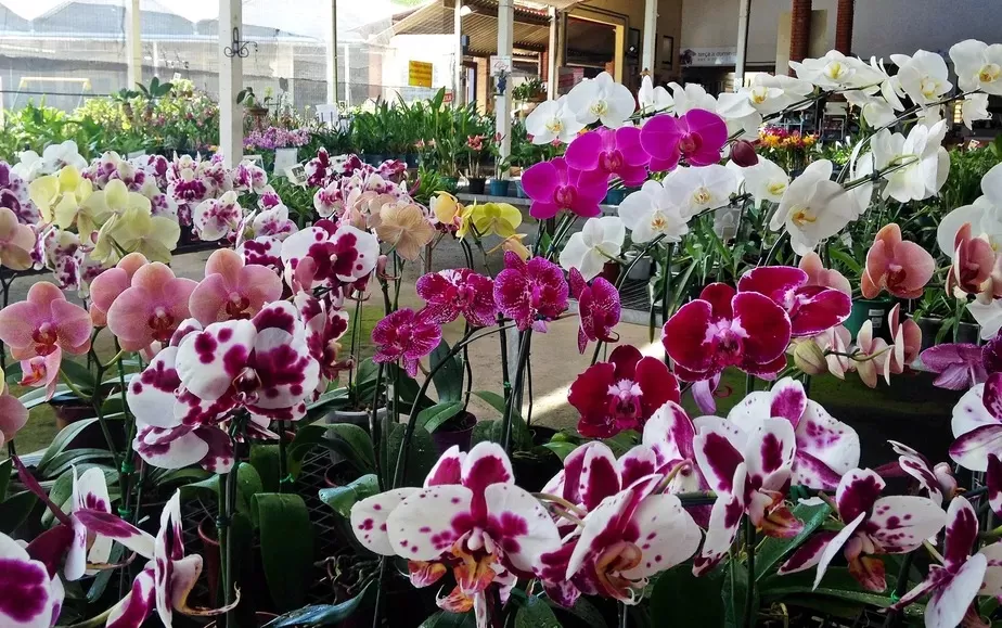 Lagoa Santa recebe Exposição de Orquídeas com programação especial neste fim de semana