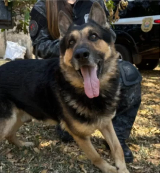 Assembleia aprova lei que autoriza cessão de drogas e cadáveres para instrução de cães farejadores