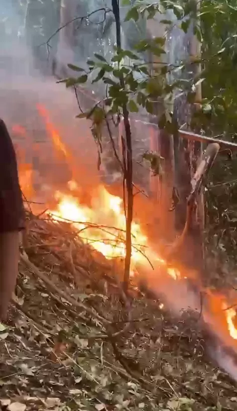 Reprodução | X