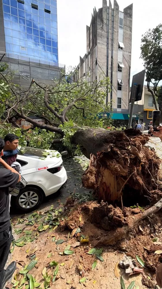 Árvore cai e interdita rua na região Centro-Sul de Belo Horizonte