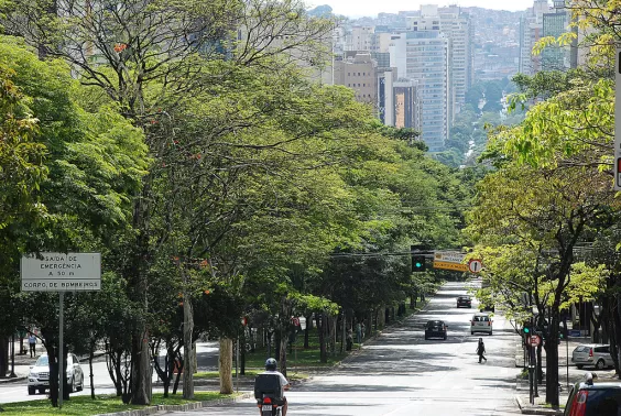 Câmara de BH aprova avanço de projeto que cria novas regras para arborização urbana