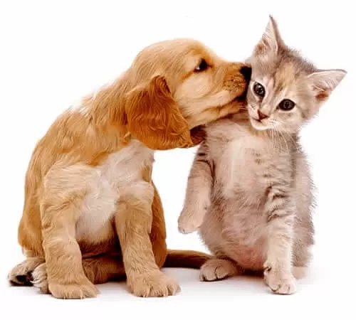 Estatuto dos Cães e Gatos avança no Senado com novas regras de proteção e bem-estar