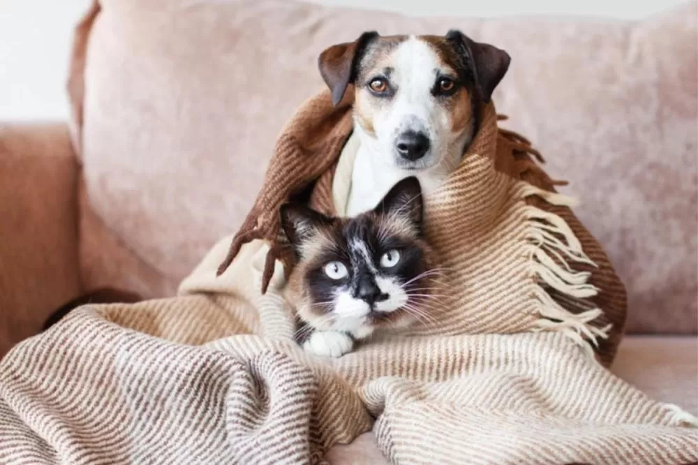 Santa Luzia terá Dia D de vacinação antirrábica para cães e gatos em 22 de agosto