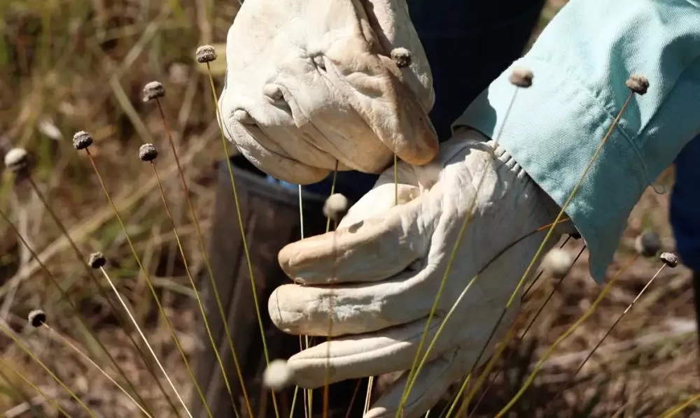 Pesquisadores encontram plantas consideradas extintas há 30 anos, em Minas Gerais