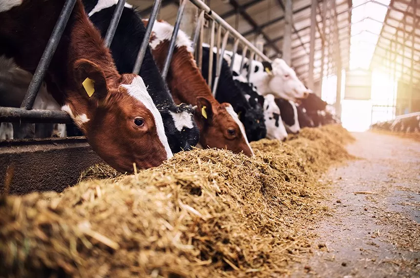 Governo amplia produtos disponíveis para alimentação animal em estoques públicos