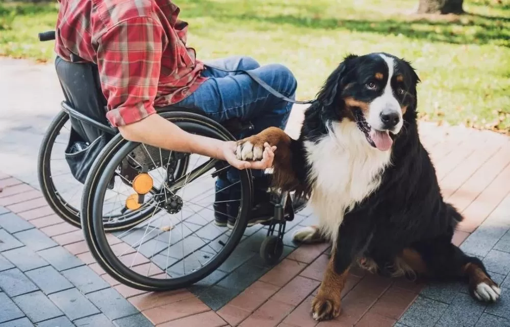 Projeto de lei amplia direito de pessoas com deficiência a animais de assistência em BH