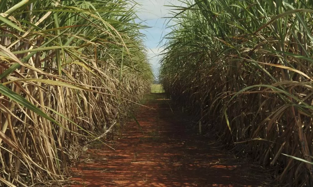 Com clima favorável, safra de cana cresce 4,7% e produção de etanol deve bater recorde