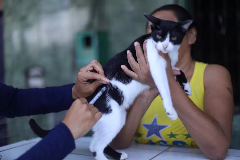 Vacinação contra raiva continua disponível em BH após Dia D imunizar cerca de 200 mil animais