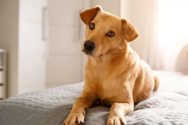 Quase metade dos lares brasileiros tem pelo menos um cachorro, aponta IBGE