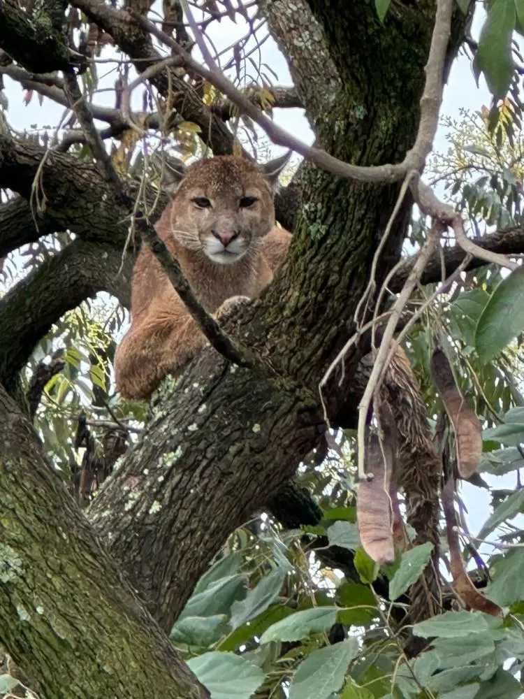 Onça-parda é encontrada em árvore de grande porte