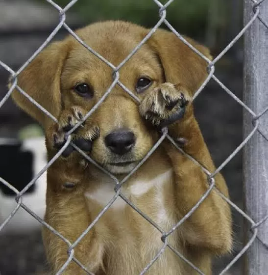 Canal nacional para denúncias de maus-tratos a animais avança no Senado