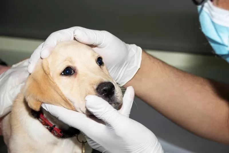 PATAS suspende temporariamente resgate e adoção de cães após casos de cinomose em Lagoa Santa