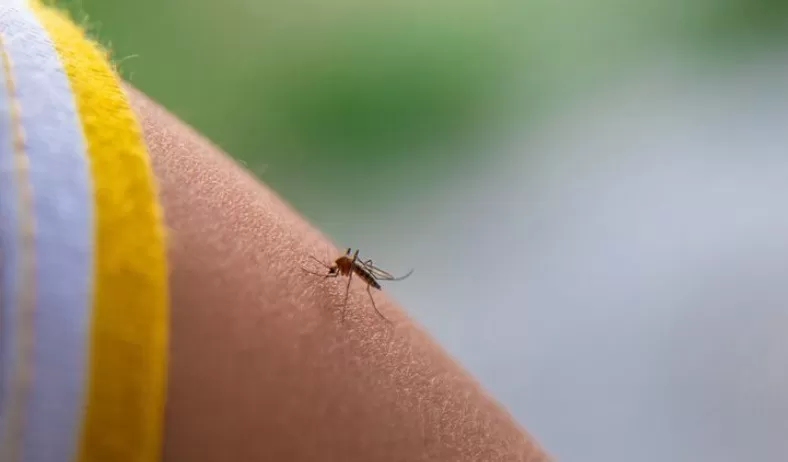 Febre do Nilo Ocidental: doença rara já soma quatro casos e uma morte no Brasil