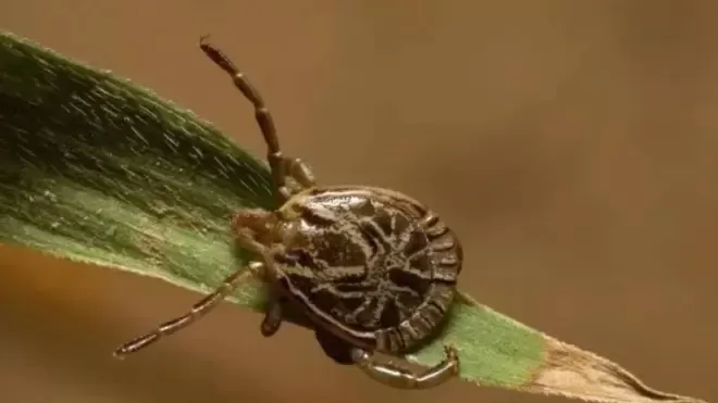 Minas Gerais soma 36 casos e 11 mortes por febre maculosa em 2026