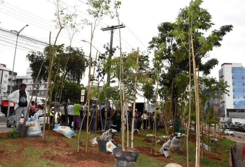 Prefeitura realiza Semana Florestal programação especial incluindo plantio de árvores