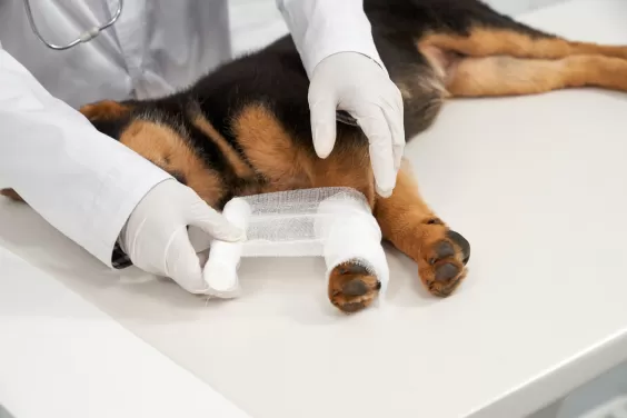 Quem maltratar animais em BH poderá ter de ressarcir Município por despesas com atendimento