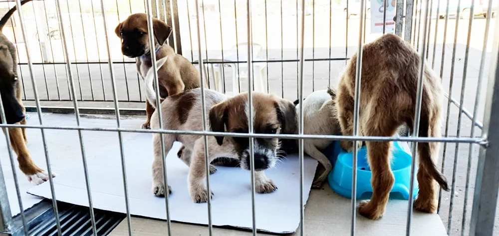 BH proíbe venda de animais em vias públicas e locais de grande fluxo turístico