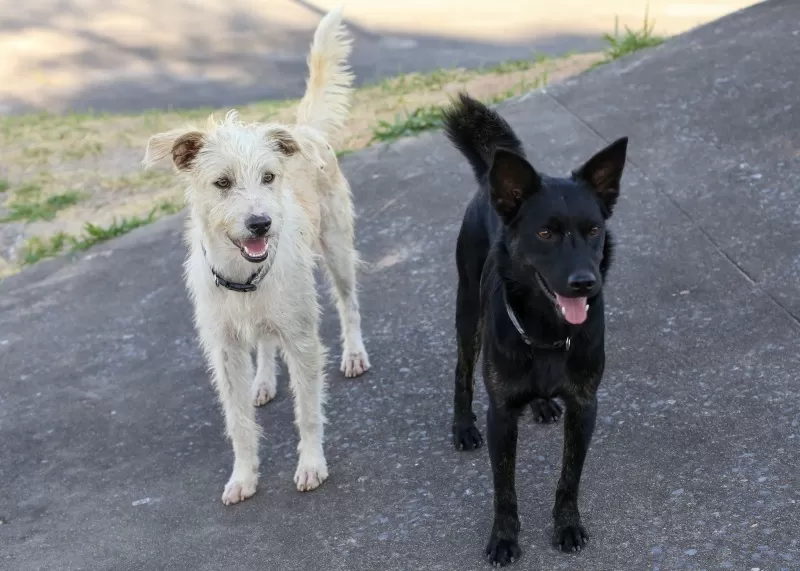 Betim reforça orientações sobre abandono de animais e divulga canais de atendimento