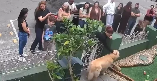 Golden retriever vira atração em Santa Catarina após viralizar nas redes