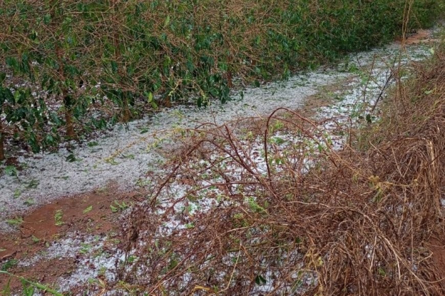 Prejuízos por chuva e granizo: veja o que o produtor deve fazer para comprovar perdas