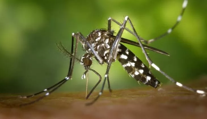 Moradores podem denunciar focos do mosquito da dengue em BH pelo telefone 156